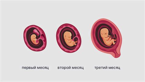 Развитие плода по неделям - течение беременности по неделям