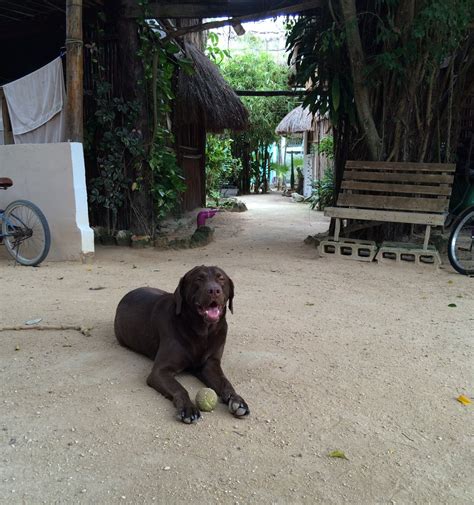 POSADA LOS MAPACHES (Tulum) - Hostel Reviews & Photos - Tripadvisor