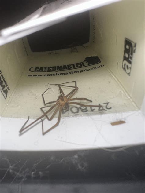 Is this a brown recluse? Located in basement of St.Louis, mo areas. : r/spiders
