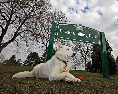Dude Chilling Park