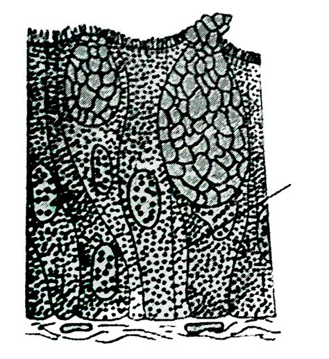 Gland Literature Definition at James Reis blog