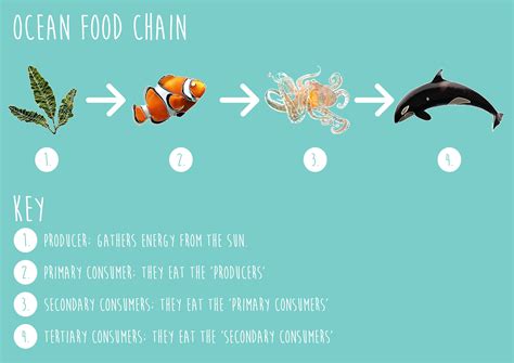 Aquatic Food Chain