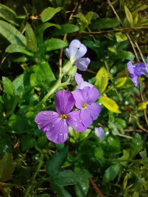 Secret Garden - Family Nature and Gardening session, Heathfield ...