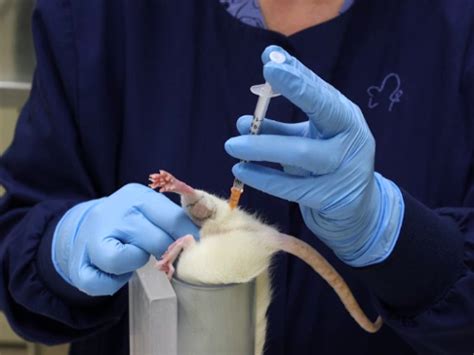 Image result for Mouse Intramuscular Injection