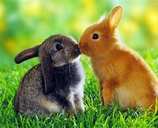 Image result for Bugs Bunny Love Cuddles
