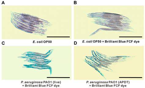 Antimicrobial Biophotonic Treatment of Ampicillin-Resistant Pseudomonas ...