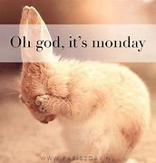 Image result for Good Morning Monday Bunny