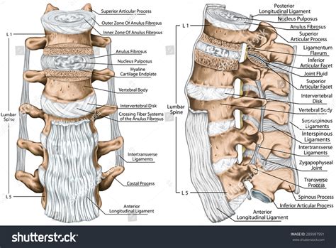 Posterior Longitudinal Ligament Cadaver