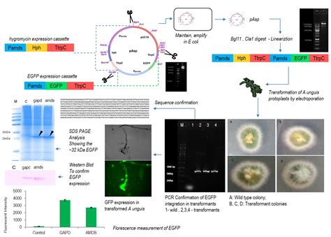 Dr. Rajeev K Sukumaran | CSIR - National Institute For ...
