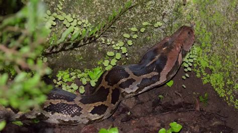 Image result for Catching Python's