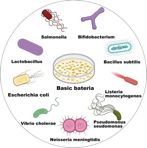 Biotechnology Bacteria 的图像结果