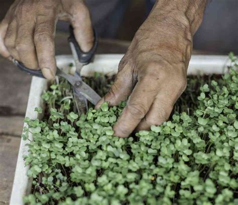 Microgreens such as wheatgrass, naurangi and sunflower are making their ...