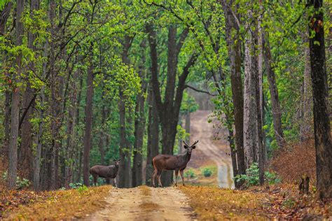 Snapshots From Kanha | Nature inFocus