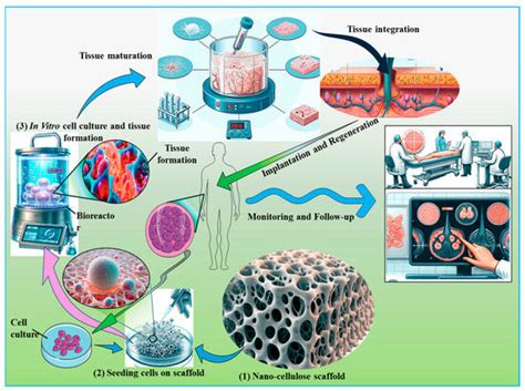 Current Paradigms and Future Challenges in Harnessing Nanocellulose for ...