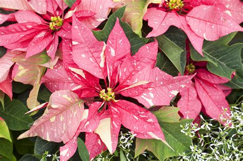 Gorgeous New Poinsettia Varieties to Keep Holiday Spirits Bright ...