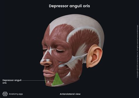 Depressor anguli oris (anterolateral view) | Anatomy.app