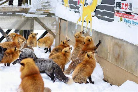 Ginzan Onsen & Zao Fox Village One Day Tour - Klook India