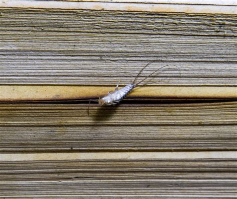 What Attracts Silverfish - And Why Are They Suddenly Invading? - Kansas ...
