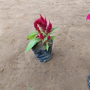 Mphmi Live Plants Celosia/Cockscomb (colour) in 4 Inch Garden Flower ...