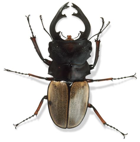 Insect 的图像结果