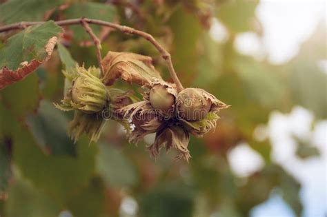 Image result for Hazelnut Tree Branch