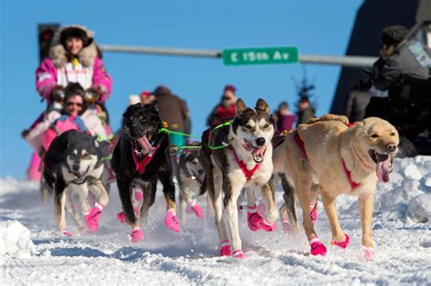 Iditarod Sled Dogs