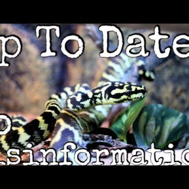 Jungle Carpet Python Care: Expert Tips & Guidelines