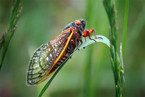 Deafening invasion of ‘head-splitting’ cicadas to bombard East Coast after 17-year hibernation ...
