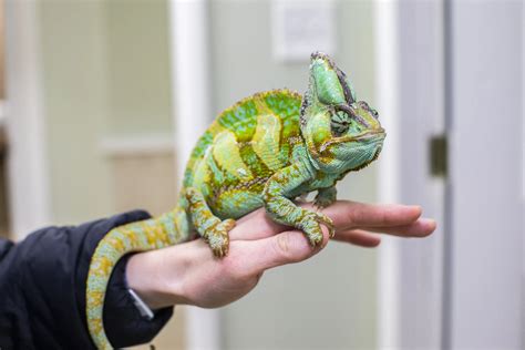 Care for Chameleons — AVIAN & EXOTIC ANIMAL CLINIC