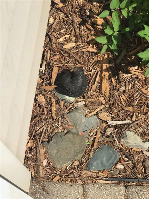 Image result for Poop Bandit