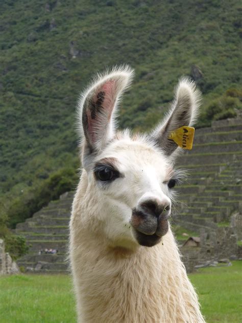 National Animal Of Peru
