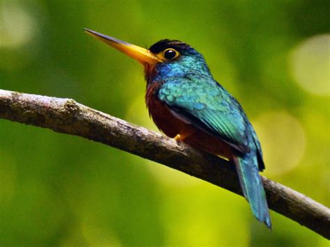 Blue-cheeked Jacamar - eBird