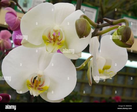 White Moth Orchid Latin Name "Phalaenopsis" Phal Orchids Stock Photo ...