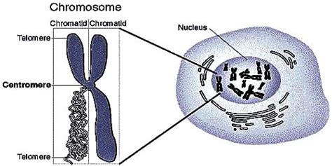 Differences between Centrosome and Centromere - QS Study