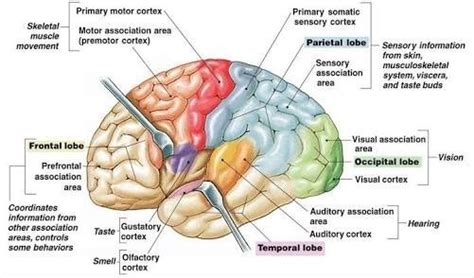 Image result for Brain Exploding Vector