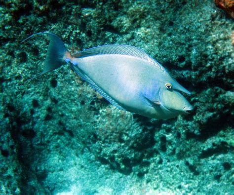Hawaii Reef Fish