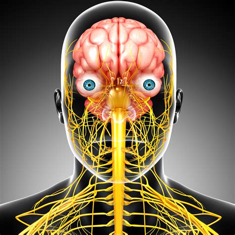 Image result for Brain Nervous System Function