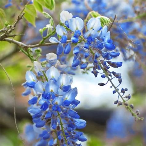 Blue Chinese Wisteria Tree | Wisteria sinensis | 3-4 Feet Tall | Free ...