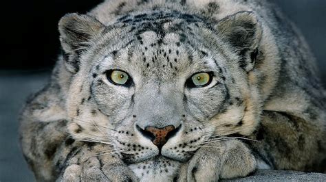 Snow Leopard | World News, Latest and Breaking News, Top International ...