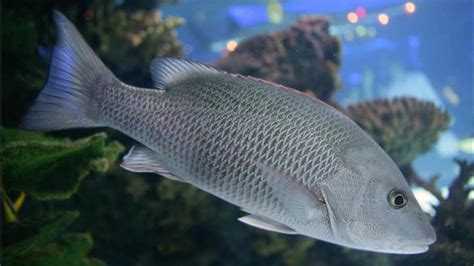 Image result for Snapper Animal