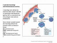 vasculite dei piccoli vasi infiammazione cronica vasculite dei piccoli vasi infiammazione cronica
