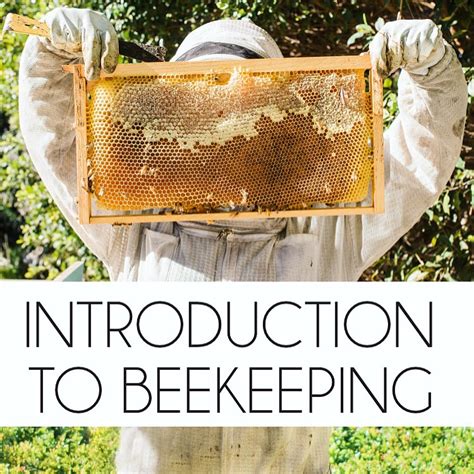 Beekeeping Tutorial 的图像结果