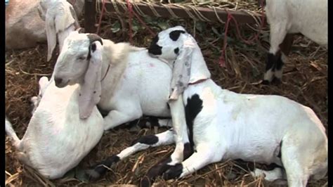 Bakra Eid 2018: शाहरुख को पसंद है इस नस्ल का बकरा, कुर्बानी के लिए ...