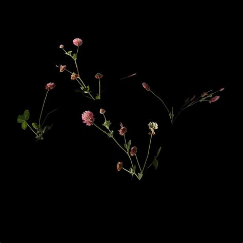 Image result for Clover Modelling