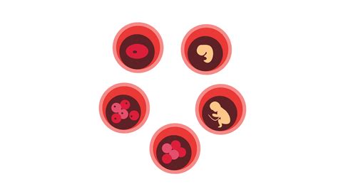 Image result for Embryo Transfer Success