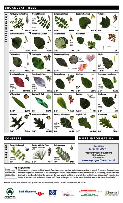 Leaf Key for Tree Identification | Tree identification, Tree leaf ...