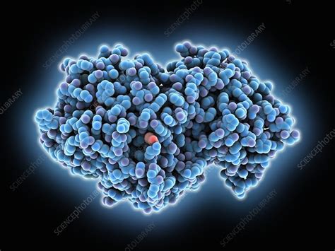 Bildergebnis für amylase