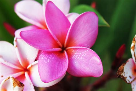 Hawaiian Flower Wallpaper - WallpaperSafari