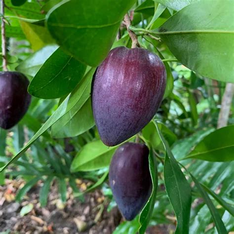 Black Apple Fruit (Pouteria Australis) Budded Fruit Plant (Home & Gard ...