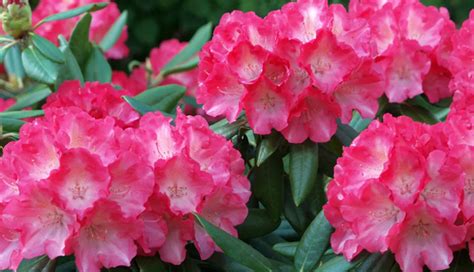 15 Romantic Flowers That are Favorites With Women - lifeberrys.com